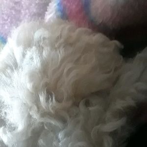 Meet your Posher, Genesis